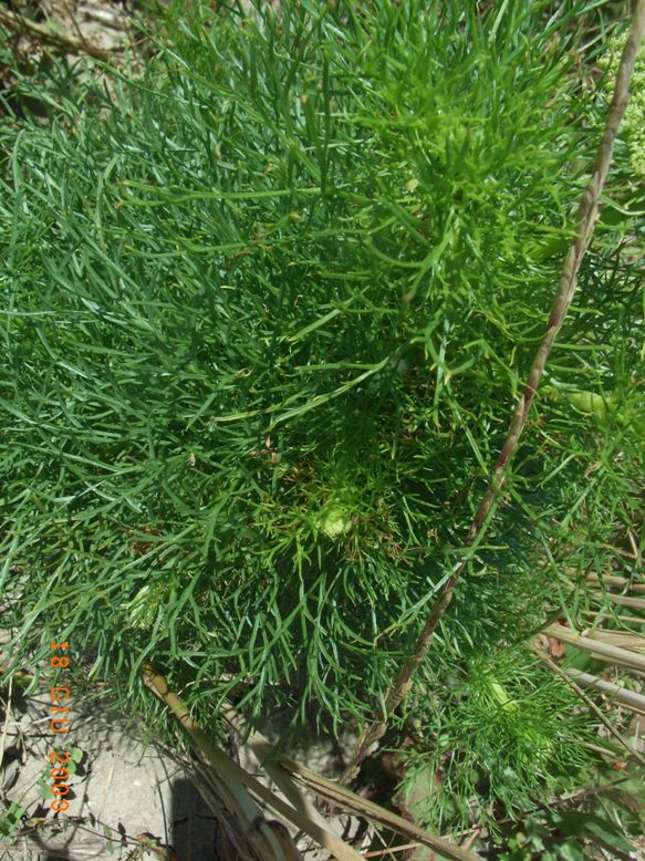 Ammi visnaga (= Visnaga daucoides )  /  Visnaga comune